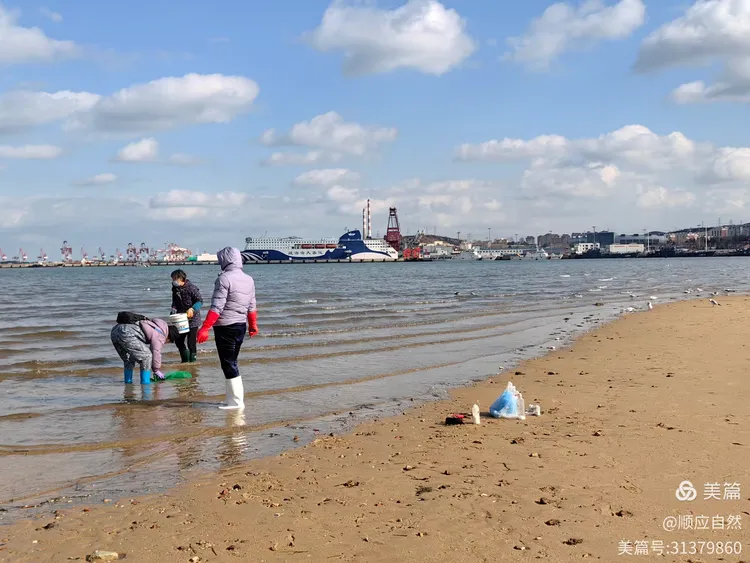 威海九龙湾海边拾趣一一 赶海的人